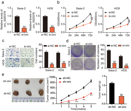 Figure 2. circ_0020378 silence elicits anti-tumor activity to osteosarcoma in vitro and in vivo.