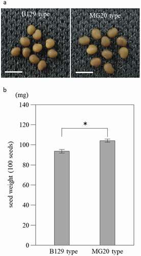 Figure 5. Seeds phenotype from NILs of B129 type and MG20 type. (a) Seeds of B129 type and MG20 type. Bar = 2 mm. (b) Weight per 100 seeds. B129 type, MG20 type; n = 10. Bars represent standard error (SE). *P < 0.05 by Student’s t-test