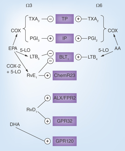 Figure 2.  Examples of the omega-3 and omega-6 metabolome and their receptors.The cyclo-oxygenase metabolizes arachidonic acid (AA) into thromboxane (TX) A2 and prostaglandin I2 (PGI2, prostacyclin) and eicosapentanoic acid (EPA) into TXA3 and PGI3. Whereas TXA3 inhibits the effects of TXA2 on the thromboxane prostanoid (TP) receptor, PGI3 and PGI2 exhibit similar binding to the I prostanoid (IP) receptor. Similarly, 5-lipoxygenase (5-LO)-derived leukotriene (LT) B4 from AA and LTB4 from EPA exhibit opposing effects on the BLT receptor. Shown in the figure are also examples of specialized proresolving mediators, EPA-derived resolving (Rv) E1 and its receptor ChemR23 as well as DHA-derived RvD1 and its two receptors ALX/FPR2 and GPR32. Finally, the DHA receptor GPR120 is depicted.