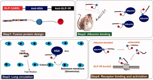 Figure 2. Structure and the prolonged persistence mechanism of everestmab in vivo.