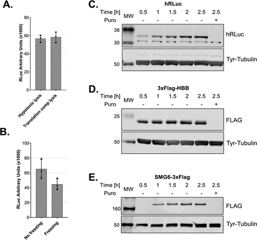 Figure 5. Cell lysis in a translation-competent buffer and of frozen cells and in vitro translation of different mRNA reporters A. Comparison of lysates produced using a hypotonic lysis buffer complemented with components required for in vitro translation (hypotonic lysis) versus lysis in a translation-competent buffer (translation comp lysis). B. Comparison of lysates produced using a hypotonic lysis buffer complemented with components required for in vitro translation (hypotonic lysis) from freshly harvested cells versus from frozen cell pellets. For A and B, RLuc activity measurements are depicted as arbitrary luminescence units (AU). Each dot depicts the value of an individual experiment and in vitro translation (biological replicate) that was measured three times (technical replicates). Mean values and SD are shown. C-E. Western blot analysis of time-course of in vitro translations of different mRNA reporters using lysates produced in translation-competent buffer. For C and D 1.6 μl and for E 1.25 μl of the translation reactions were loaded on the gel. In vitro translation experiments were performed using 10 fmol/μl RLuc reporter, a final amino acids concentration of 0.01 mM and without preincubating the translation reactions before adding the reporter mRNAs.