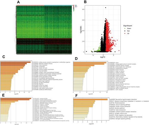 Figure 8 Heat map and volcano map of differentially expressed genes (DEGs) between high and low IRF3 expression groups (A and B); BP, CC, MF and KEGG analyses of DEGs between high and low IRF3 expression groups (C–F).