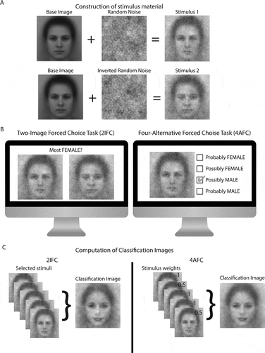 Figure 1. (a) Stimuli are created by overlaying random noise patterns on a base image. (b) Typical paradigms used in reverse correlation experiments are two-image forced choice (2IFC, left) and four-alternative forced choice (4AFC, right) tasks. Participants either select (2IFC) or rate (4AFC) stimulus material according to a social judgement of interest (here: Perceived gender). (c) Classification images (CIs) are computed by (weighted) averaging of the selected images.