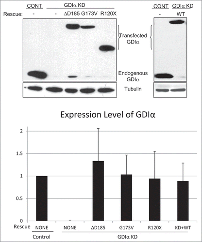 Figure 2. Establishment of GDIα knockdown and GDIα mutant mouse podocyte lines. Mouse podocytes were transduced with control shRNA (control) or GDIα shRNA (GDIα KD) and selected by puromycin. Total lysates were immunoblotted for GDIα, showing effective GDIα KD. The GDIα KD cells were then stably transfected with GFP-tagged WT GDIα (right) or GFP-tagged mutant GDIα (left). The cells with GDIα re-expression were selected with puromycin and G418, lysed and immunoblotted for GDIα. The blot shows effective replacement of endogenous GDIα with GFP-tagged WT or mutant GDIα. The image shown is representative of at least 3 experiments.