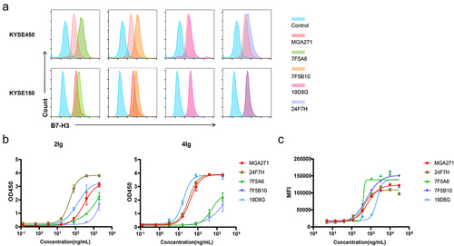 Figure 2. Screening of subclones and identification of affinity and bioactivity of murine mAbs. (a) Flow cytometry results showed that all of the four murine antibodies bound to ESCC cell lines. (b) The binding curves of the four murine antibodies to human B7H3-4Ig and B7H3-2Ig as measured by ELISA. (c) The binding curves of four murine antibodies to ESCC cell lines KYSE150 by Flow cytometry.