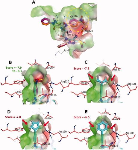Figure 2. (A) The docking poses of 5a-e for chloro, bromo, nitro, fluoro and methyl substituents, as cyan, pale rose, orange and purple sticks, respectively, in the binding site of COX-2. (B) Focussed view at the substituents of 5a-e. (C), (D) and (E), Focussed view at substituents isopropyl, 5-membered dummy ring and 6-membered phenyl groups, respectively. Polar and non-polar regions of the binding site were presented by red and green coloured molecular surface, respectively. Dashed lines indicate favourable interactions, while red arrows represent steric clashes and unfavourable interactions. Non-polar hydrogen atoms were omitted for clarity.