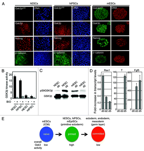 Figure 1. Gsk3 phosphorylation status differs in human and mouse pluripotent stem cell maintenance and differentiation. (A) Immunostaining for Gsk3β, pGsk3βS9, Nanog, and β-catenin during mouse or human pluripotent stem cell maintenance. (B) IP-kinase assays of Gsk3β following treatment with BIO (2 μM) for 24 h. (C) Immunoblotting for human and murine ESCs or human and murine EBs following aggregation in serum for 48 h with indicated antibodies. (D) qRT-PCR analysis of mESCs and embryoid bodies (48 h). Assays were performed in triplicate and normalized against a Gapdh control. Data are expressed +/− SEM (E) Model showing changes in global Gsk3 activity as pluripotent cells transition between naïve, primed and committed states.