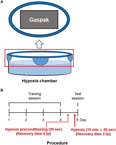 Figure 1. Schematic of the hypoxic chamber and procedure. (A) GasPakTM attached with lid of the hypoxic chamber. The hypoxic chamber was filled with 300 mL of system water. (B) The training session was composed of 4 trials on consecutive days. The memory test was administered 24 h after the last training trial. Hypoxia was induced before the memory test and recovery was allowed for 2 h. Hypoxic preconditioning was induced before the hypoxia and recovery were allowed for 4 h.