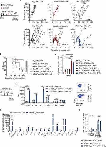 Figure 2. Activated poly-functional Th1-like CD4+ T cells against the immunodominant vaccine-encoded CD4 neoantigen are induced in the spleen of CD4 neoantigen vaccine/LRT treated mice. (a–c) CT26 tumor growth (a) and survival (b) of BALB/c mice (n = 7–10/group) treated with 12 Gy at a mean tumor volume of 45 mm3 and immunized with different RNA-LPX vaccines. RNA-LPX vaccines included CT26 PME1; CT26 ME1, the most immunogenic CT26 PME1 neoantigen; Pctrl. encoding mutations not expressed in CT26 and control RNA-LPX, encoding no antigens at all. (c) Gp70-AH1 tetramer+ CD8+ T cells in treated mice (n = 7–10/group). (d, e) Phenotypic analysis of enriched splenic CD4+ T cells from mice immunized with CT26 PME1 or control RNA-LPX (n = 5/group). (d) Differential expression of ICOS, CD69, PD-1, CD62L, T-bet, CD25 on ME1-specific (ME1tet+) and -nonspecific (ME1tet−) CD4+ T cells as determined by flow cytometry. Representative pseudocolor plots of ME1 tetramer staining are shown. (e) Supernatant cytokine secretion after 48 h co-culture of CD4+ T cells with ME1-peptide-loaded BALB/c BMDC. (f) IFNγ intracellular cytokine staining after ex vivo re-stimulation of enriched splenic CD4+ T cells from CT26-tumor-bearing mice, locally 12 Gy irradiated at a mean tumor volume of 60 mm3 and immunized with CT26 PME1 or control RNA-LPX, with ME1 peptide-loaded BMDC (n = 6/group). Significance was determined using (b) Mantel-Cox log-rank test, (c, d, f) one-way ANOVA, Tukey’s multiple comparison test and (e) unpaired, two-tailed Student’s t-test. (a) Tumor growth is displayed on a log2-scale. Ratios depict frequency of mice with complete tumor responses (CR). Mean±SEM.