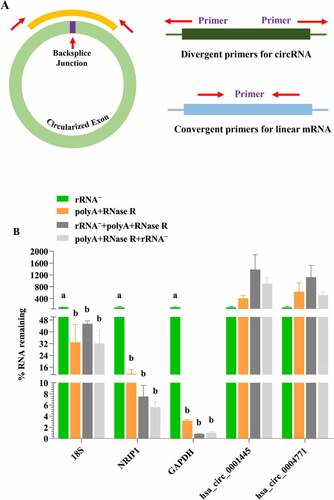 Figure 2. The validation of linear RNA removal efficiency using four diverse circRNA enrichment methods. (a) A schematic illustration for the design of the primers used to enrich for circRNA and their corresponding mRNA. circRNA: primers facing outwards; linear RNAs: primers facing inwards. (b) Subsets of blood circRNAs and mRNAs were quantified by qPCR by diverse enrichment methods. each data represents the mean of three replicates. statistical significance was assessed by student’s t-test. bars assigned with different letters are significantly different (P < 0.05).