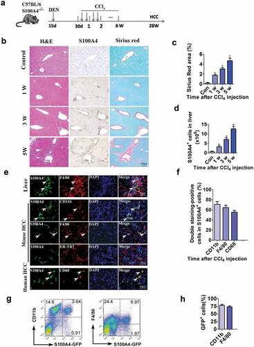 Figure 2. S100A4+ cells accumulate during the development of HCC, and they are a subpopulation of macrophages. (a) Schematic representation of the DEN/CCl4-induced liver fibrosis-related HCC experiment. Groups of mice (3/group) were left untreated (control) or were treated i.p. with a single injection of 50 μg/g of DEN at 15 days old and were treated with CCl4 twice weekly for 8 weeks 1 month later. Liver tissues were harvested at the indicated timepoints after the final injection. (b) Histological characterization of liver fibrosis and S100A4+ cell accumulation. Adjacent sections were stained with H&E, anti-S100A4 and Sirius Red. Representative images are shown for untreated control and CCl4-treated mice at each time point. Scale bar, 50 μm. (c) Quantification of areas stained with Sirius Red. Statistical analysis was performed between the control and CCl4-treated groups (n = 3). Results represent three independent experiments; mean ± SEM, n = 5 mice per group. * P < .05. (d) S100A4+/+ GFP transgenic mice were administered DEN/CCl4 as described above. Total cell numbers of GFP+ cells in the liver (calculated by multiplying the absolute liver nonparenchymal cell number by the percentage of GFP+ cells) of untreated (control) and CCl4-treated mice at each time point are shown. * P < .05. (e) Double staining for S100A4 (green) and F4/80, CD11b and CD68 (red) in liver, mouse HCC and human HCC tissues. Typical double staining positive cells were indicated by arrows. Scale bar, 50 μm. (f) Percentages of double staining positive S100A4+ cells in HCC tissues. (g-h) Flow cytometry analysis of the phenotypes of S100A4+ cells in the liver of S100A4+/+GFP mice treated with CCl4 by staining GFP+ cells with CD11b and F4/80 antibodies. (g) Representative images of three independent experiments showed S100A4+ cells in the liver of CCl4 treatment. (h) Statistic analysis of CD11b+S100A4+ or F4/80+S100A4+ cells in S100A4+ (GFP+ cells) cells