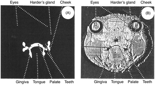 Figure 3. (A) Autoradiogram of a transversal section through the head of a Sprague-Dawley rat killed 1 h after painting of the mouth with a solution of 14C-delmopinol. (B) The corresponding tissue-section.