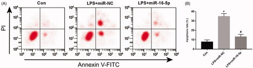 Figure 3. Effects of miR-16-5p overexpression on apoptosis of A549 cells treated with LPS, compared with Con group. *p < .05; compared with LPS + miR-NC group, #p < .05.