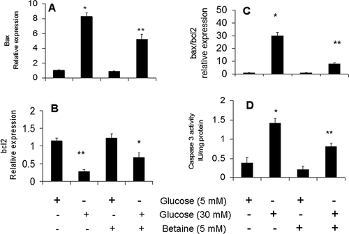 Figure 4. Effect of betaine treatment on expression of apoptotic bax gene (A), antiapoptotic bcl2 gene (B), bax/bcl2 ratio (C) and caspase 3 activity (D) in mice granulosa cells exposed to low (5 mM) or high (30 mM) glucose concentrations. Granulosa cells from immature mice were cultured for 24 h in a medium containing 5 mM betaine in the presence of 5 mM or 30 mM glucose. Expression of apoptosis-related genes was analyzed using qRT-PCR method and GAPDH was used as housekeeping gene. The activity of caspase3 was determined in cell lysate of treated cells using a chromogenic substrate and expressed as IU/mg of cellular protein. Results are means ± SEM for three independent experiments with triplicated wells. Bars with different numbers of asterisks are significantly different at p < 0.05