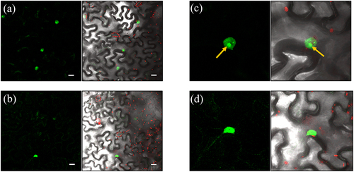 Figure 5. Subcellular localization of the interaction of HDA15 and XAL1. Bimolecular fluorescence complementation assay in tobacco leaf cell nuclei between transiently expressed HDA15 and XAL1. (a) HDA15-XAL1 interaction in the nucleus (YFC-XAL1 + YFN-HDA15). (b) Positive control, PISTILLATA interaction with APETALA3 (YFC-PI + YFN-AP3). In c and d is a zoom of a and b, respectively. In c, the yellow arrow points to the possible nucleolus. The GFP spectrum is shown in the left column panels. Merged visible and fluorescent signals are shown in the right column panel. Scale bar: 20 μm.