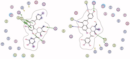 Figure 6. Ligand interaction representation of compounds 1 and 2 of T. muelleri with human topo I–DNA complex.