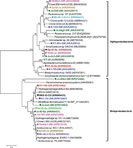 Figure 2. Unrooted neighbor-joining tree of amino acid sequences (162 unambiguously aligned positions) of the bacterial arsenite oxidase gene retrieved from iron-oxidizing enrichments. Bootstrap values (1000 replications) are indicated at the interior branches (bar  =  0.1 substitutions/sequence position). The colored circles indicate the enrichments, with different colors referring to the various drinking water wells from which the enrichments were initiated. IDs in italics with colored squares indicate sequences derived directly from groundwater samples, without intermediate culturing (Hassan et al. Citation2015).