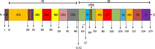 Figure 2. Detailed structure of the COVID-19 S protein (Jackson et al., Citation2022).