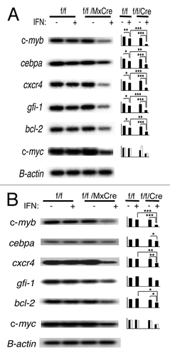Figure 5. Disruption of c-myb results in altered gene expression in CMPs and GMPs. RT-PCR analysis of gene expression of (A) CMPs and (B) GMPs after 18 h of interferon treatment is shown. Results reflect at least three independent experiments. In the case of c-myc, results were from two independent sorts. Data on bar graph are β-actin normalized gene expression (y-axis) and are expressed as mean ± SEM *, p < 0.05; **, p < 0.01; ***, p < 0.001.