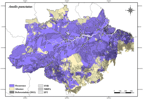 Figure 13. Occurrence area and records of Anolis punctatus in the Brazilian Amazonia, showing the overlap with protected and deforested areas.