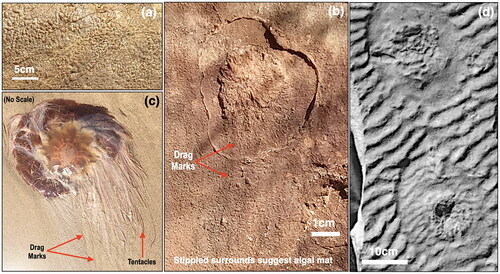 Figure 5. (a) Close-up of a flat sandstone surface of Heavitree Formation adjacent to Ormiston Gorge showing ‘elephant skin’ texture. (b) Close-up of a Heavitree Formation structure (blue arrow in Figure 3) impressed into a sandstone layer displaying ‘elephant skin’ texture: note the asymmetric central feature from which faint lineations emanate, suggestive of possible drag marks (the dark NE–SW bar across the centre is a shadow). (c) Modern stranded jellyfish: note drag lineations (Cordner, Citation2020, reproduced from Shields Gazette under licence CC BY-NC-ND 4.0). (d) Fossil of late Cambrian medusoid stranded upon a rippled, shoreface sandstone from central Wisconsin (Hagadorn et al., Citation2002, reproduced with written permission from the Geological Society of America).