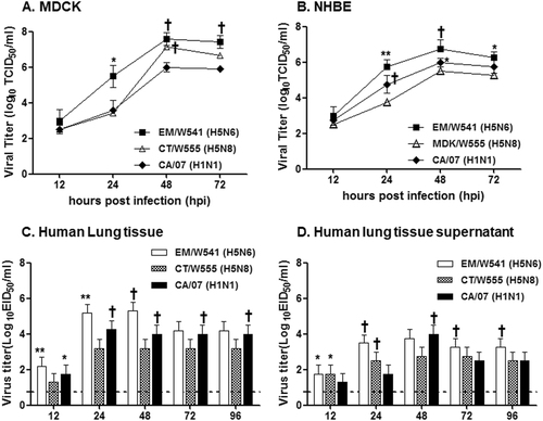 Fig. 1 Growth kinetics and attachment of viruses in human lung tissues ex vivo.Replication of two Em/W541(H5N6) and CT/W555(H5N8) viruses were monitored in Madin-Darby Canine Kidney (MDCK) cells (a), Normal Human Bronchial Epithelial (NHBE) cells (b), Human lung tissue explants and corresponding culture supernatants (c and d, respectively) starting at 12 and 24 hpi intervals thereafter. Growth kinetics were compared to those of the control 2009 pandemic CA/07(H1N1) virus. The titers shown are means ± SD from three independently performed experiments. (*p < 0.05, **p < 0.01, †p < 0.001)