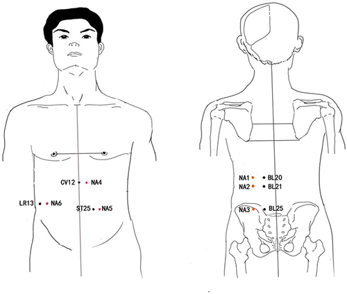 Figure 2 Location of the points. Acupoints of BL20(Pishu), BL21(Weishu), and BL25(Dachangshu) located in back waist. CV12(Zhongwan), ST25(Tianshu) and LR13(Zhangmen) located in abdomen. The non-acupoints are next to the acupoints (in red).