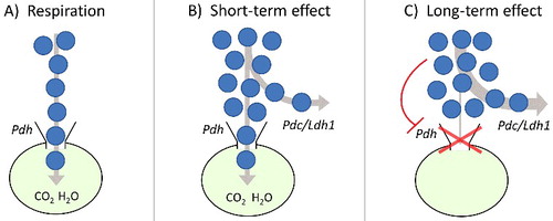 Figure 2. Simplified representation of carbon flux and mitochondrial “bottleneck” at different levels of glucose concentration: (A) respiration; (B) short- and (C) long-term Crabtree/Warburg effects. The key enzymes involved in pyruvate handling are indicated: Pdh (pyruvate dehydrogenase), Pdc (pyruvate decarboxylase) in yeast, and Ldh1 (lactate dehydrogenase) in mammalian cells.