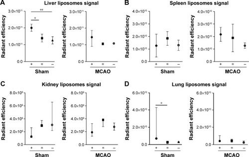 Figure 4 Fluorescent signal quantifications of images captured by Imaging system (Xenogen IVIS® Spectrum) considering distribution of differentially charged liposomes within the body in sham and MCAO rats.Notes: Liposome accumulation in (A) liver, (B) spleen, (C) kidneys, and (D) lungs. In each group, three to four animals were included. Mean ± SD or median values (interquartile range) are represented depending on normality data distribution and significant differences are indicated as *P<0.05, **P<0.01.Abbreviations: +, positive; =, neutral; −, negative; MCAO, middle cerebral arterial occlusion; SD, standard deviation.