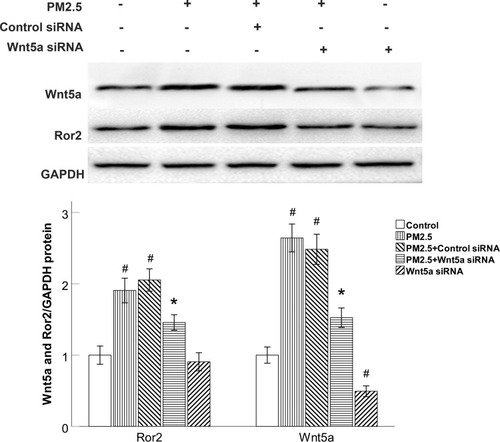 Figure 4 Wnt5a knockdown reduced Ror2 expression in PM2.5-exposed HBECs.