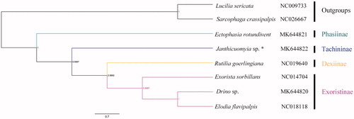 Figure 1. Bayesian phylogenetic tree of eight species which consist of six Tachinidae species and two outgroups. *indicates this study.