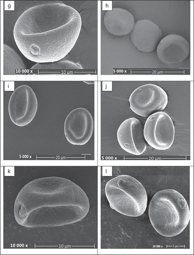 Figure 1. Küçük Konkur (g), Mıstık (h), Mor Demirtaş (i), Siyah İlek (j), Şeytan-1 (k), Yanako-2 (l)