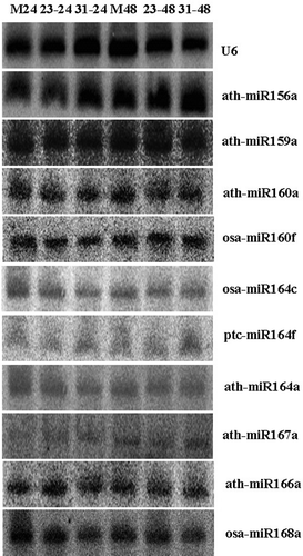 Fig. 2 Validation of miRNAs using northern blot. Total RNA (80 μg) was used for the RNA gel blot analysis for the mock and wheat leaves inoculated with CYR23 and CYR31. The wheat leaves were sampled for the analysis at 24 and 48 hpi. M means MOCK, 23 means CYR23, and 31 means CYR31. U6 was used as the loading control. The sizes of the hybridization bands of ath-miR156a, ath-miR159a, ath-miR160a, osa-miR164c, ptc-mir164f, ath-miR164a, ath-miR167a, osa-miR160f, ath-miR166a and osa-miR168a were approximately 21 bp.