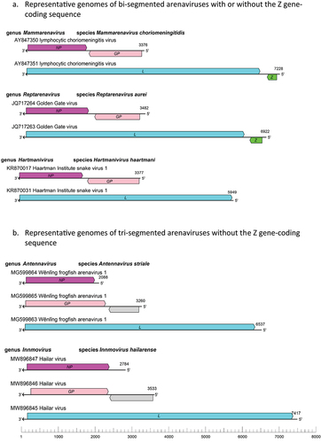 Figure 1. Schematic representations of bi-segmented (a) and tri-segmented (b) arenaviral genomes of the genus mammarenavirus (representative lymphocytic choriomeningitis virus with its genomic sequence designations AY847350 and AY847351 available in GenBank), genus reptarenavirus (representative Golden Gate virus with its genomic sequences JQ717264 and 717,263), genus hartmanivirus (representative Haartman institute snake virus 1 with its genomic sequences KR870017 and KR870031), genus antennavirus (representative Wenling frogfish arenavirus 1 with its genomic sequences MG599864, MG599865, and MG599863), and genus innmovirus (representative Hailar virus with its genomic sequences MW896847, MW896846, and MW896845). It is noteworthy that the genomes of the Haartman institute snake virus 1 (KR870031), Wenling frogfish arenavirus 1 (MG599863), and Hailar virus (MW896845) lack Z gene-coding sequences that are found in the genomes of the lymphocytic choriomeningitis virus (AY847351) and the Golden Gate virus (JQ717263). GP, glycoprotein gene; L, large protein gene; NP, nucleoprotein gene; Z, zinc-binding protein gene. Drawing adapted from that of reference #20.