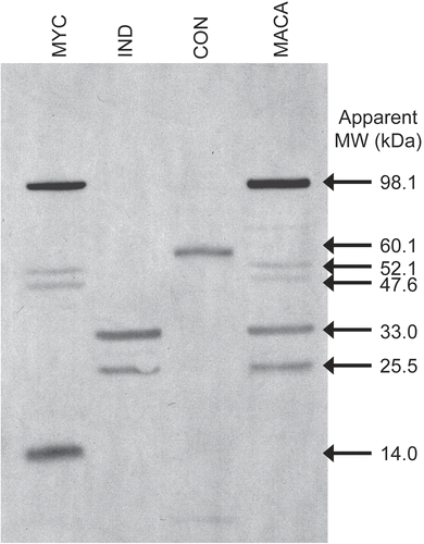 Figure 5  A Western blot of MACA and M. anisopliae component extracts were probed with mouse anti-MACA hyperimmune serum and HRP-labeled rat anti-mouse IgE to identify extract proteins that bind IgE.