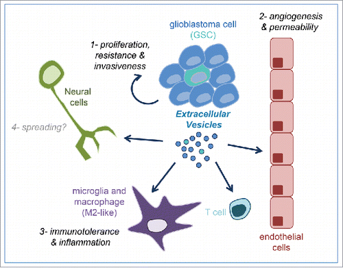 Figure 1. Glioblastoma-derived extracellular vesicles actions in the tumor microenvironment. Glioblastoma and Glioblastoma Stem-like (GSC) cells composing the tumor mass release extracellular vesicles that can be taken up and affect tumors cells themselves or neighboring cells such as endothelial cells and immune system cells to corrupt their functions (labeled as #1–3). They could also potentially affect healthy surrounding neural cells, such as neurons and astrocytes, and therefore spread oncogenic materials (indicated as #4).