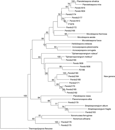 Figure 4.  16S phylogenetic tree of the Streptosporangiaceae.