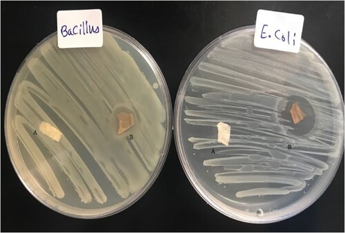 Figure 9. The antibacterial activity of (A) pure PMMA film, and (B) Ag-PMMA NC film against E. coli and B. cereus bacteria.