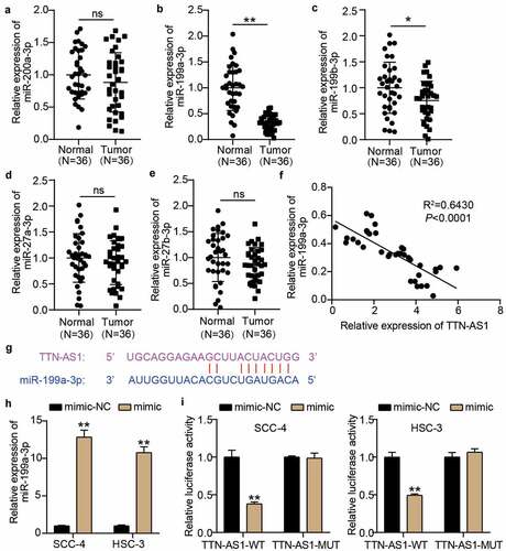 Figure 3. miR-199a-3p could be sponged by TTN-AS1 (a-e) The expression levels of miR-200a-3p (a), miR-199a-3p (b), miR-199b-3p (c), miR-27a-3p (d), and miR-27b-3p (e) in normal tissues and tumor tissues. Tumor, OSCC tissues. Normal, adjacent normal tissues. ns, No significant. *P < 0.05, **P < 0.001. (f) The correlation between miR-199a-3p expression and TTN-AS1 expression in OSCC tissues. (g) The binding sites between TTN-AS1 and miR-199a-3p was predicted by starBase. (h) The transfection efficiency of miR-199a-3p mimic in SCC-4 and HSC-3 cells. mimic, miR-199a-3p mimic. NC, negative control. **P < 0.001. (i) The relationship between TTN-AS1 and miR-199a-3p was identified using luciferase assay. WT, wild-type. MUT, mutant. mimic, miR-199a-3p mimic. NC, negative control. **P < 0.001