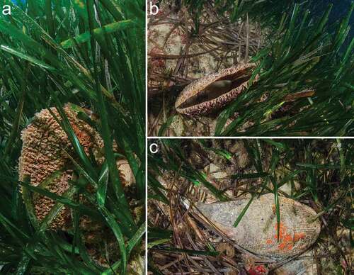 Figure 2. Pinna nobilis specimens observed during the transects. A living specimen (a) and the valves of a dead one (b) during the mass mortality event (September 2018), and an eradicated dead specimen (c) after the storm (November 2018)
