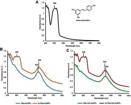 Figure 3 Ultraviolet–visible spectrum: (A) trans-resveratrol used in the reaction; (B) AuNPs in the absence of GA; and (C) AuNPs in the presence of GA. The threefold increase in resveratrol significantly increased the AuNP-conjugated trans-resveratrol molecules. Abbreviations: Res, resveratrol; AuNPs, gold nanoparticles; GA, gum arabic.