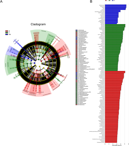 Figure 6 LEfSe analysis. (A) composition of species that differ in bacterial colonies in T, TW, and H groups revealed by LEfSe analysis. (B) linear discriminant analysis of microbiota that differ significantly between groups.