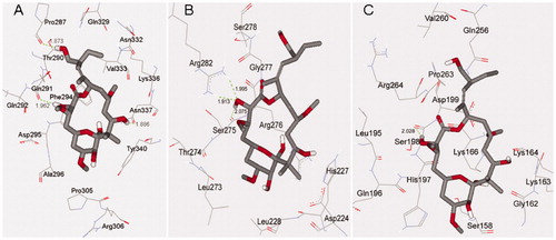 Figure 7. The final binding modes 1(A), 2 (B) and 3 (C) after 12.0 ns MD simulations, respectively.