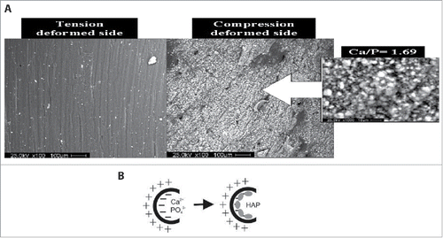 Figure 3. In vitro deposition on hydroxyapatite on deformed cortical bone collagen via piezoelectric effect. (A) Tensed deformed face of cortical bone collagen subjected to simulated body fluid for 4 weeks shows no hydroxyapatite precipitation whereas compressed side shows significant mineralization. (B) Schematic illustrating the electrochemical biomineralization model of deformed bone leading to hydroxyapatite deposition. Reproduced from ref. Citation53 with permission. © 2007 American Chemical Society.
