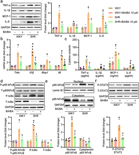 Figure 2. BAIBA attenuates VSMC inflammation in SHR-derived VSMCs. (a) Represented blots and relative quantification of TNF-α, IL-1β, MCP-1, and IL-6. (b) Relative mRNA levels of Tnfα, Il1β, Mcp1, and Il6. (c) ELISA assays for TNF-α, IL-1β, MCP-1, and IL-6. (d) Represented blots and relative quantification of phosphorylated p65 NF-κB, IκBα, and phosphorylated IκBα. (e) Represented blots and relative quantification of p65 NF-κB in the cytoplasm and nucleus. (f) Represented blots and relative quantification of phosphorylated STAT3. Values are mean ± S.E. * P < 0.05 vs. WKY, † P < 0.05 vs. SHR. n = 4–5 for each group.