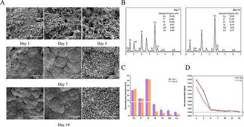 Figure 3 HASiGdCe coating immersed in SBF for different durations. (A) Coatings morphology at the different duration of immersion. (B) EDS of coatings at the different duration of immersion. (C) Elemental content and the statistical average of HASiGdCe coating surface after SBF immersion. (D) The release of Gd and Ce ions in SBF at different periods.