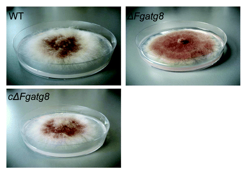 Figure 4. Aerial mycelium growth. Petri dishes with ΔFgatg8, WT and cΔFgatg8 strains cultivated on DFM media for 6 d at 22°C. Petri dishes = 9 cm diameter.