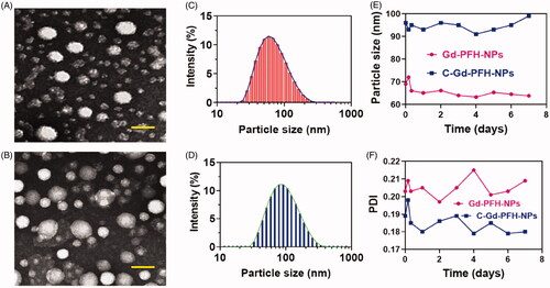 Figure 2. A) TEM image of Gd-PFH-NPs and B) C-Gd-PFH-NPs. Scale bars, 100 nm (B and D) DLS image of Gd-PFH-NPs and C-Gd-PFH-NPs. (E and F) Stability of Gd-PFH-NPs and C-Gd-PFH-NPs. in water with PBS at 37 °C.