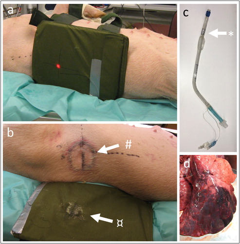Figure 2. (a) Photo of ceramic armor plate placement. Red dot marks point of projectile impact. (b) Photo of imprint of the skin after BABT (#) and imprint in the ceramic plate (¤). (c) Photo of double lumen tracheal tube with porcine modification (*). (d) Photo of the right lung displaying contusion after BABT (dark area).