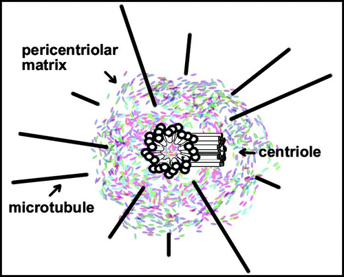 Figure 1 Centrosome structure. Pericentriolar material surrounds a pair of barrels-shaped centrioles. Minus ends of astral microtubules lie in pericentriolar matrix and plus ends extend outward. The designated plus-end of microtubules is more dynamic, frequently growing or shrinking. The opposing minus end is also dynamic although tubulin is lost, but not added in vivo.